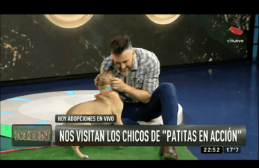 Cover de Pocaspulgas